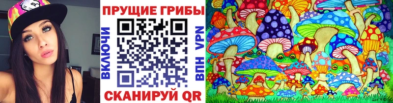 Купить  Белокуриха  Псилоцибиновые грибы Psilocybine cubensis 